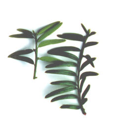 سرخدار چینی